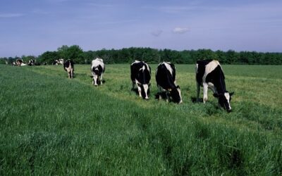 Inkuilmiddelen voor gras en mais